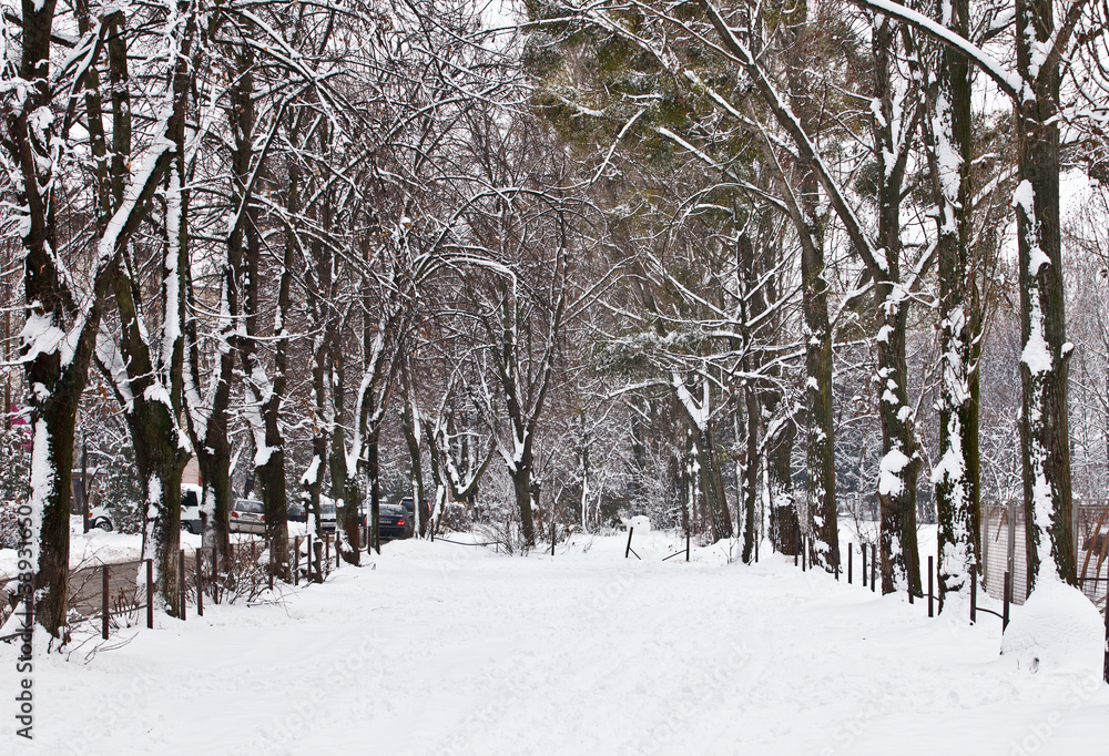 Park in winter with snow and fog Park in winter with snow and fog
