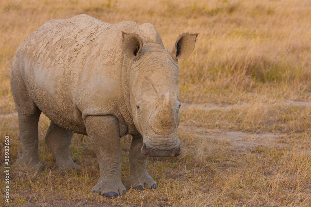 Fototapeta premium Rare White Rhino