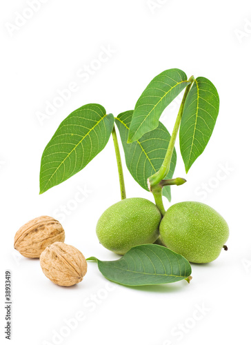 Branche de noix vertes