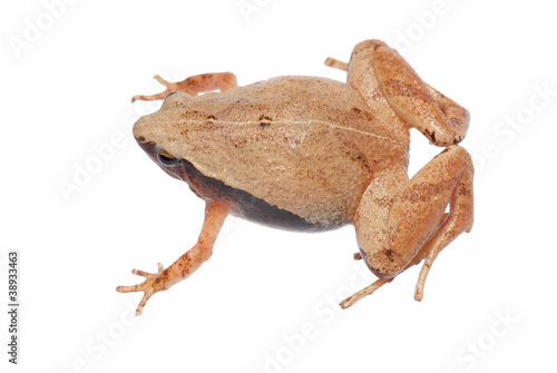 animal amphibian frog
