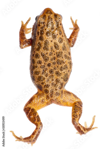 animal amphibian frog