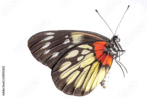 Canvas Print butterfly side view