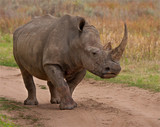 White Rhino with large horn