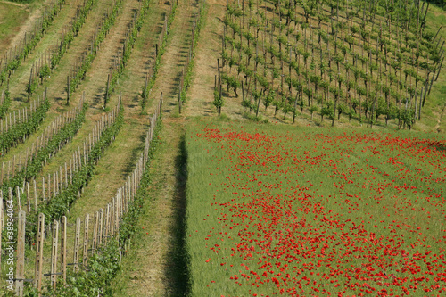Photos Vigolo Marchese, Castell'Arquato, campagna