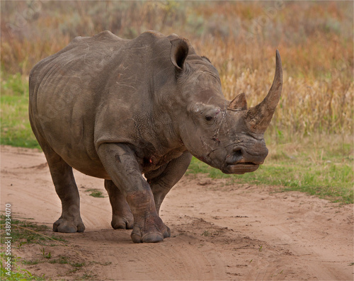 White Rhino with large horn