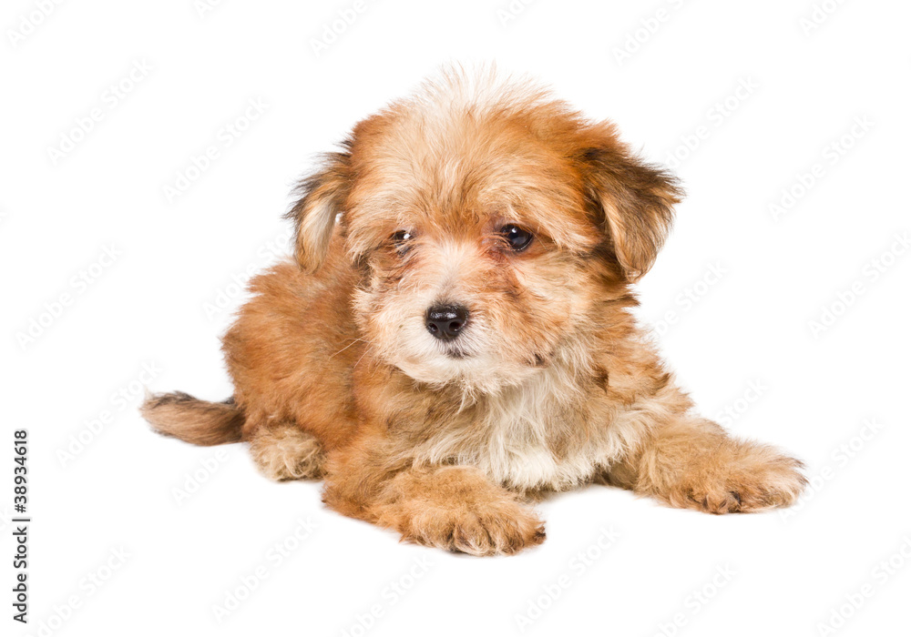 Puppy yorkshire terrier on the white background Puppy yorkshire terrier on the white background