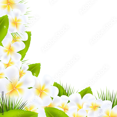 Frangipani Flowers Borders With Leaf