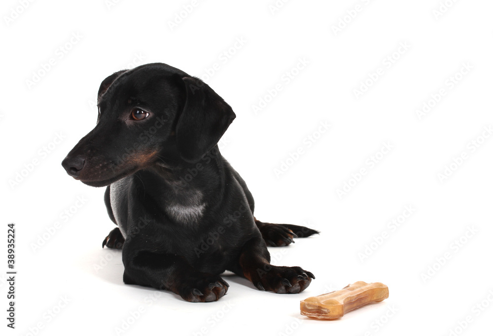 black little dachshund dog and bone isolated on white