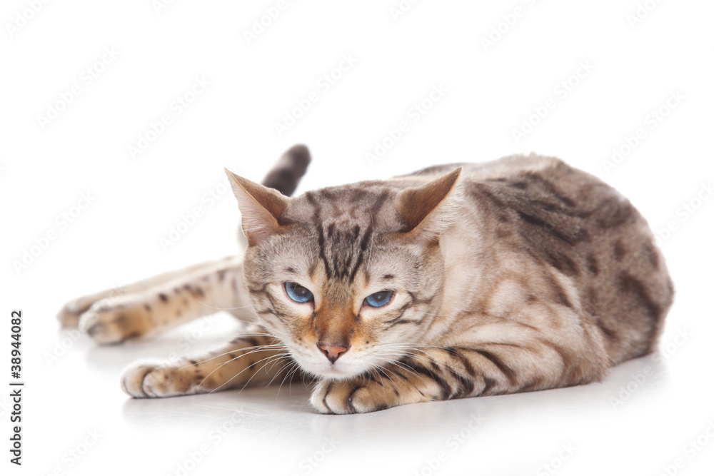 Cat isolated on white background Cat isolated on white background