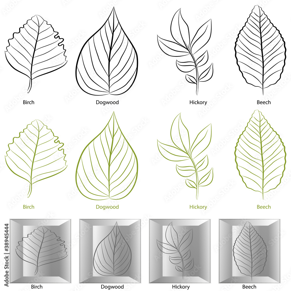 Tree Leaf Type Set - obrazy, fototapety, plakaty 