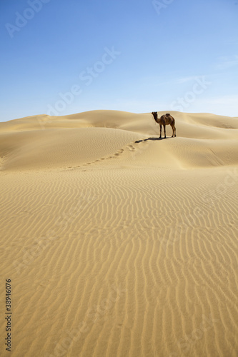 Lone camel on the sand dunes. Thar deser