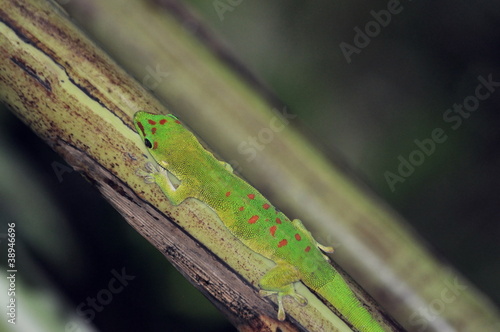 Gecko, Grosser Madagaskar-Taggecko