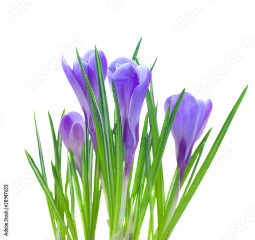 spring crocuses isolated on white
