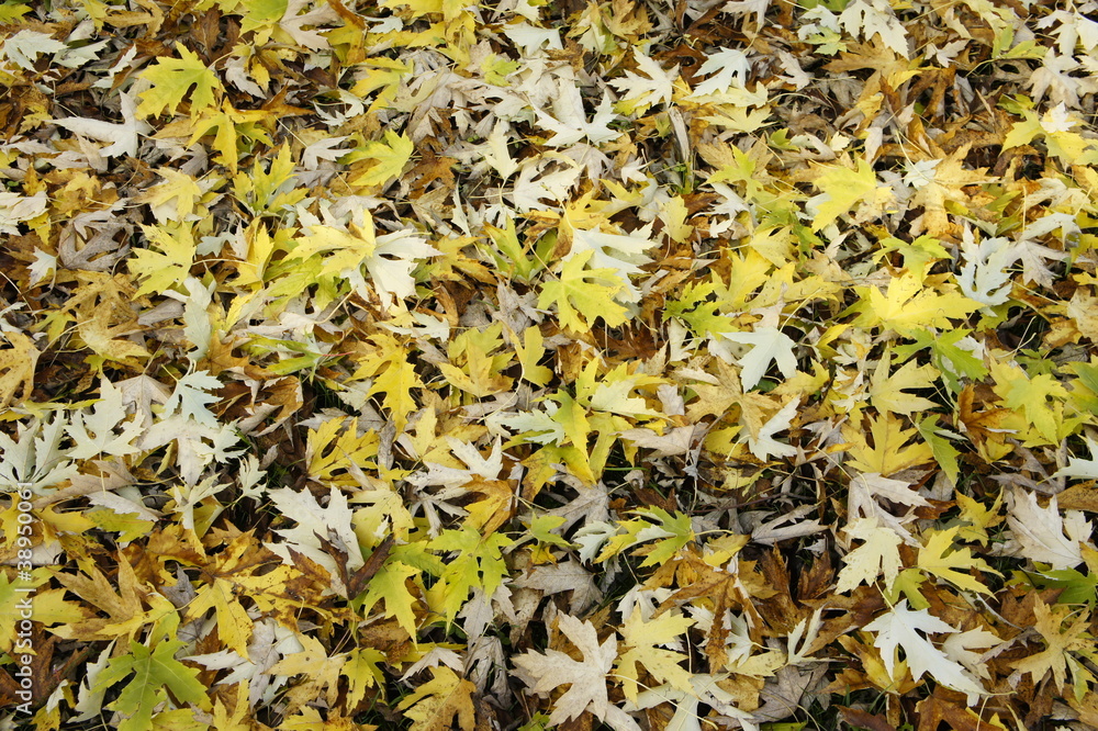 foglie texture sfondo trama