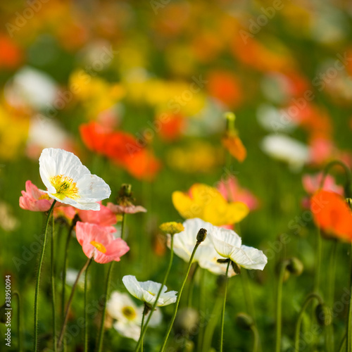colorful poppy flowers