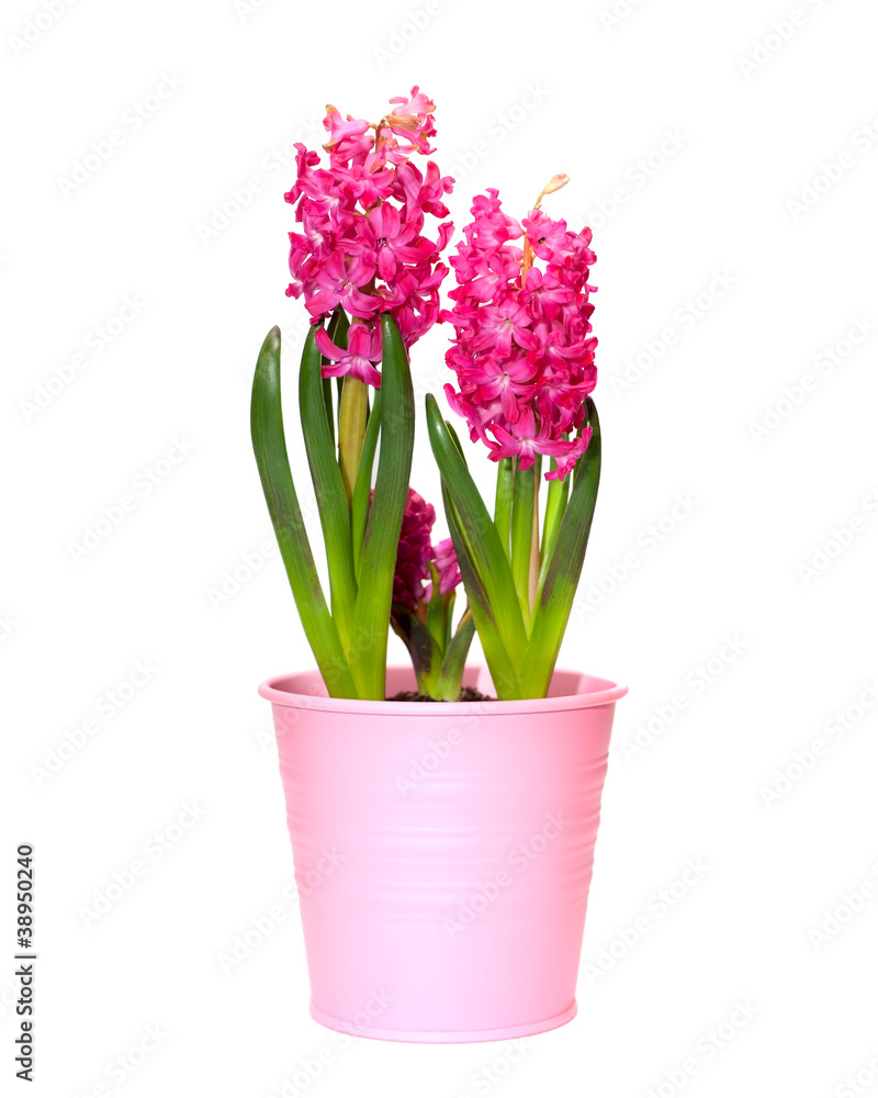 Flower hyacinth in a pink pot