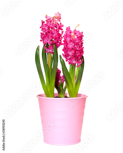 Flower hyacinth in a pink pot