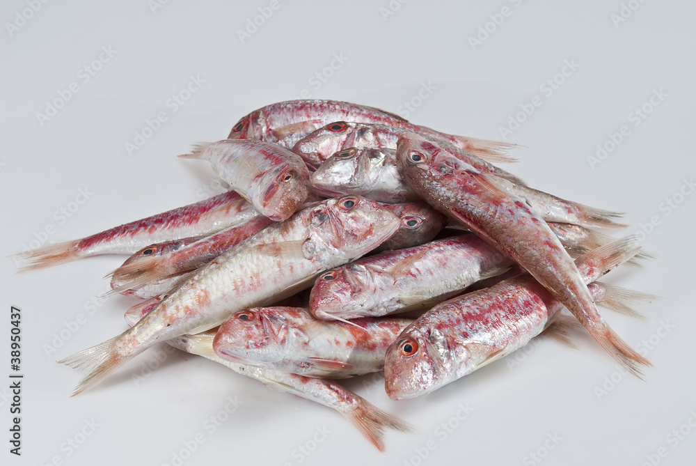 Naklejka premium Montón de salmonetes frescos.