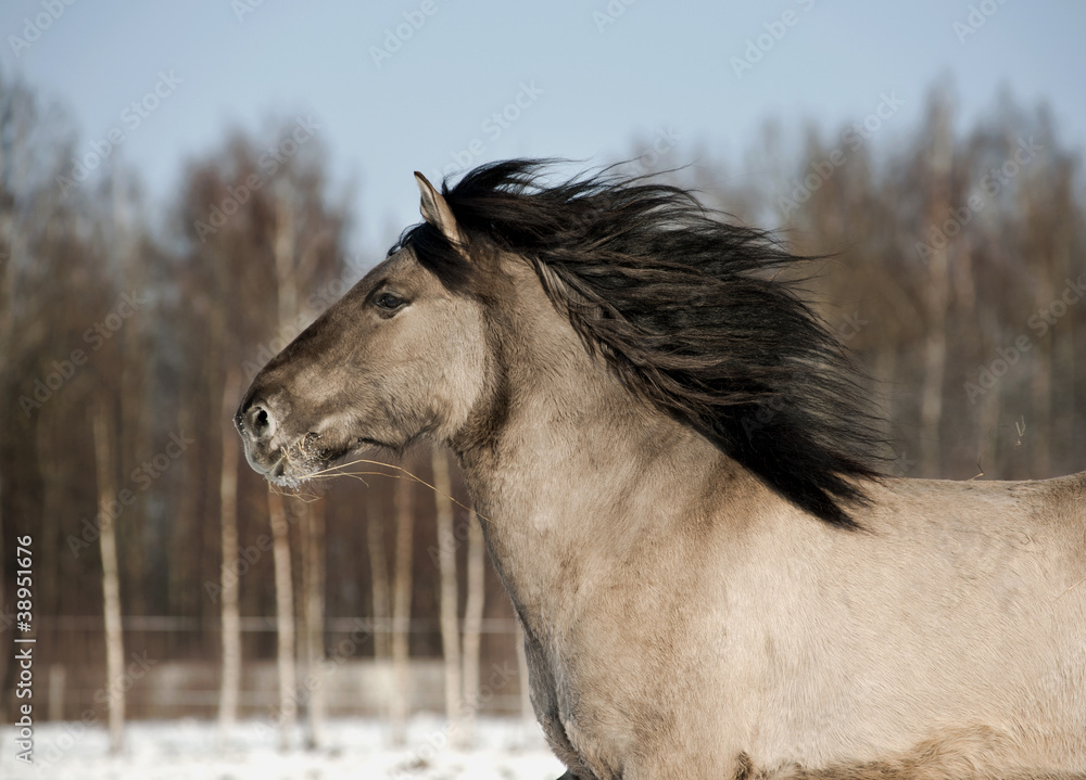 horse in winter horse in winter
