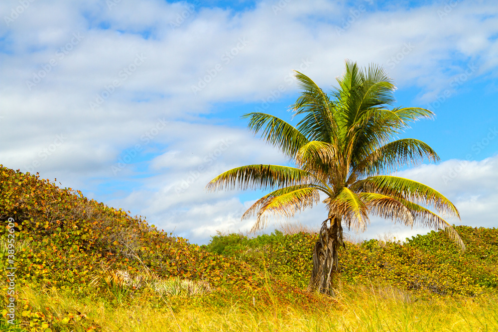 Palm Tree on Boca Raton Beach in Florida