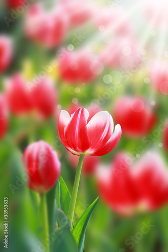 blossoming tulip flowers in the spring sunshine