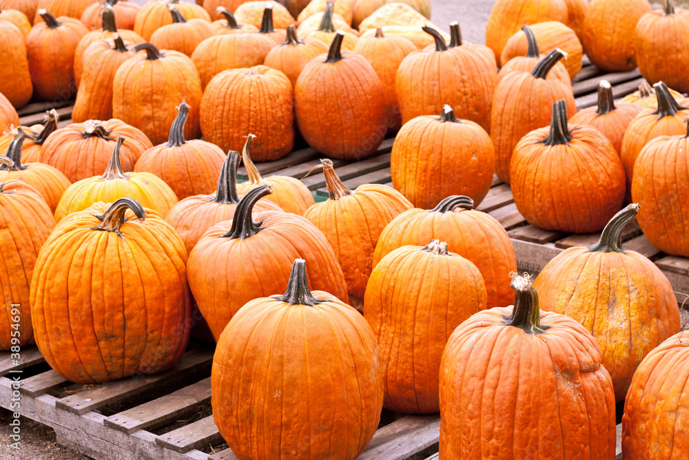 Many pumpkins sitting on crates in a market setting Many pumpkins sitting on crates in a market setting