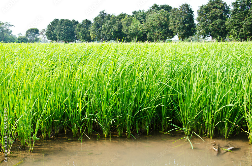 Water is a space between the rice. Water is a space between the rice.