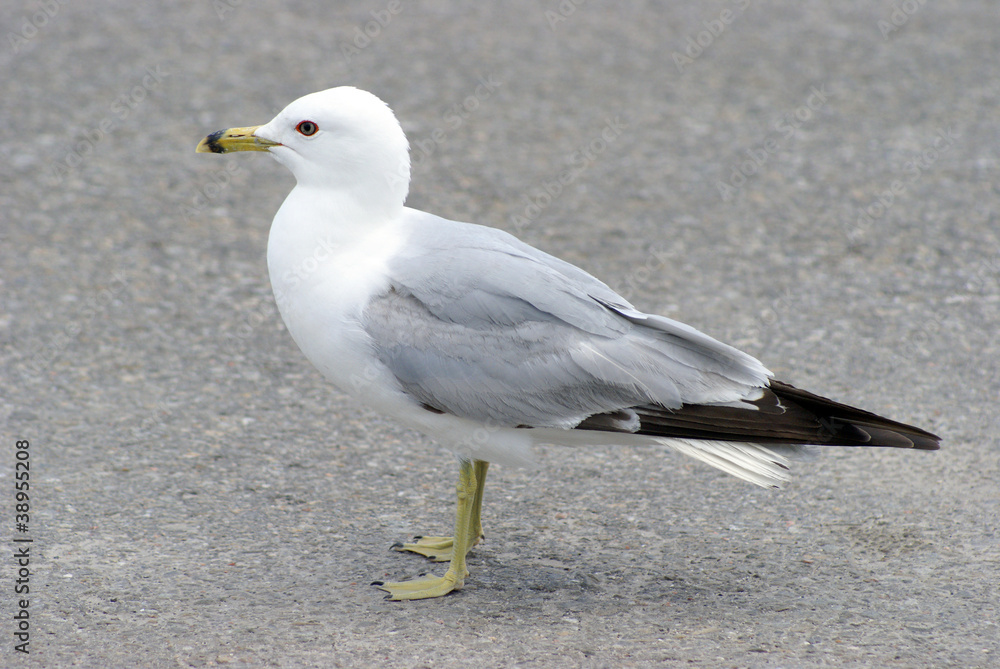 Obraz premium Seagull
