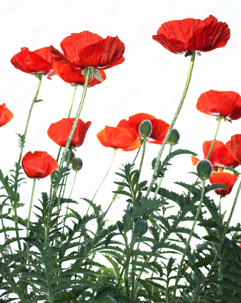 Fototapeta premium red poppies