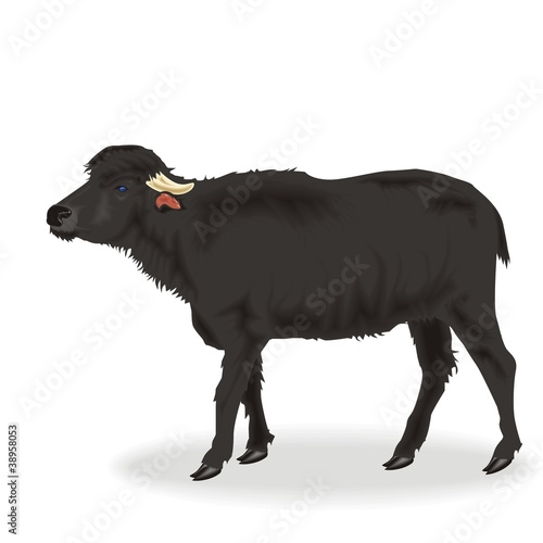 bufala