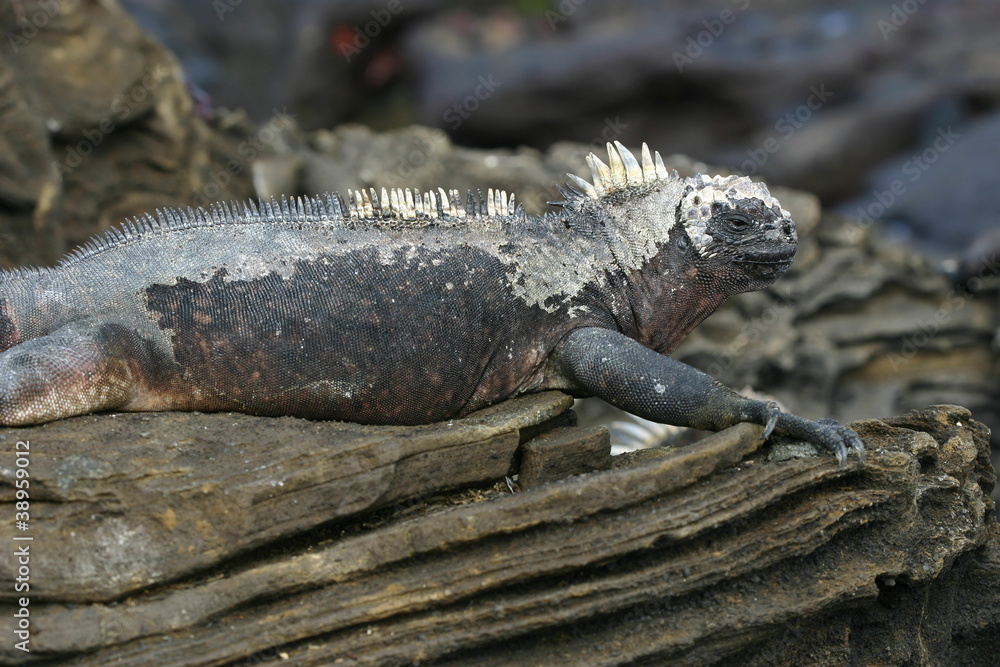 Obraz premium Galapagos Marine Iguana