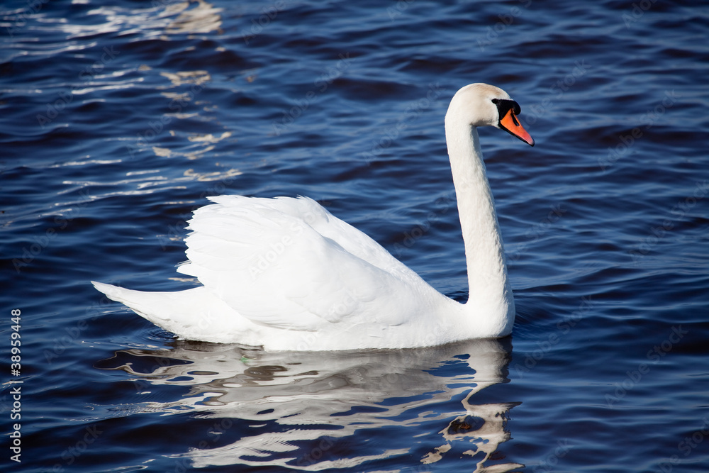 Mute swan