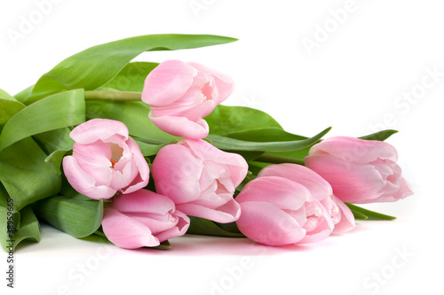 rosa Tulpen © Digitalpress