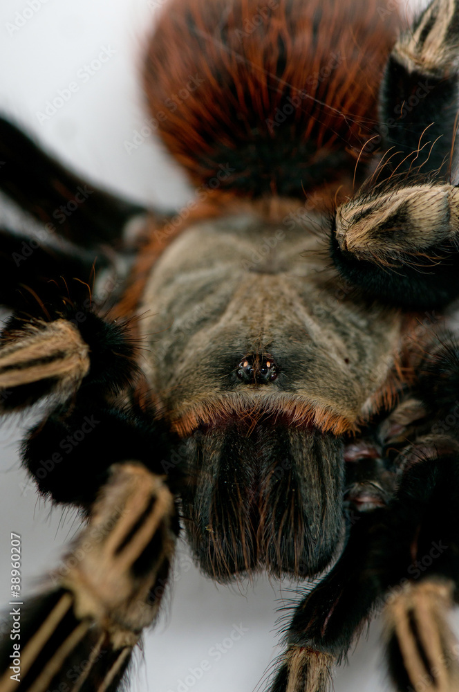 Brazilian whiteknee tarantula head closeup Brazilian whiteknee tarantula head closeup