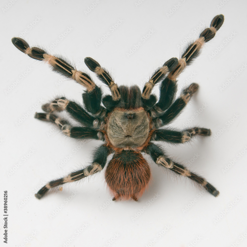 Brazilian whiteknee tarantula in attacking position Brazilian whiteknee tarantula in attacking position