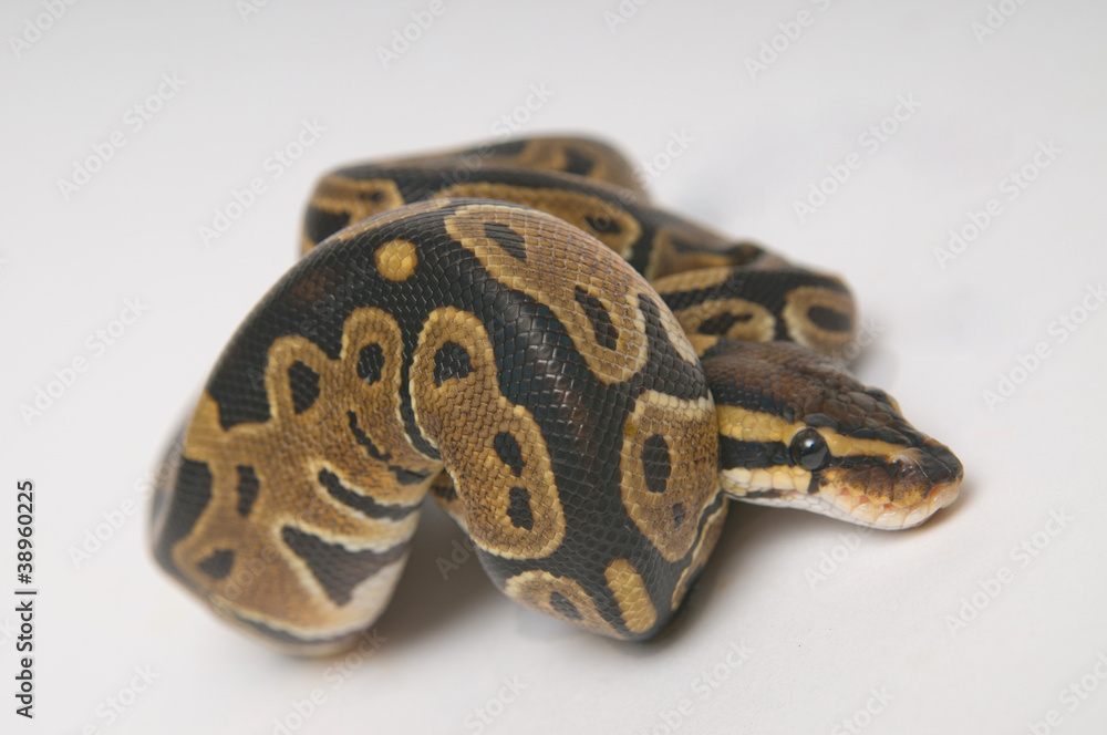 Python regius in a roll Python regius in a roll