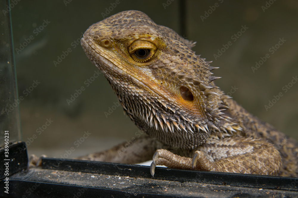 Obraz premium Closeup of head of Central Bearded Dragon