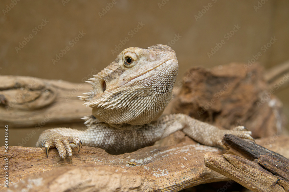 Closeup of head of Central Bearded Dragon Closeup of head of Central Bearded Dragon