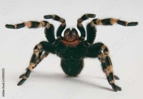 Brazilian whiteknee tarantula in attacking position