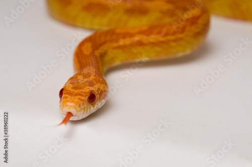 Corn snake against white background