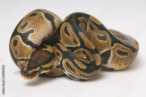Python regius in a roll