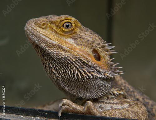 Closeup of head of Central Bearded Dragon
