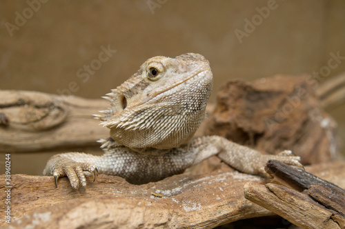 Closeup of head of Central Bearded Dragon