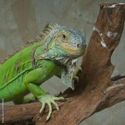 Green iguana