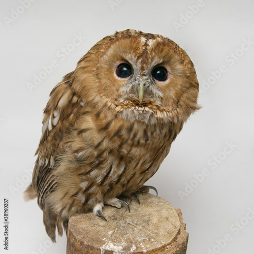 Brown Owl