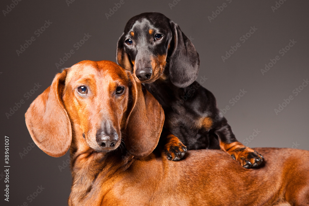Red and black Dachshund Dogs posing on gray