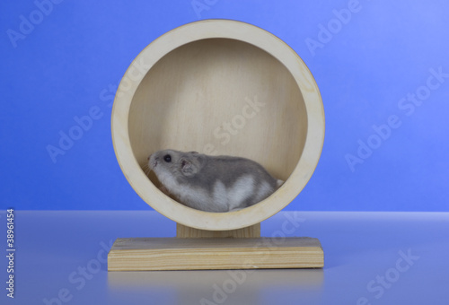 Hamster, Cricetinae, Dsungarische Zwerghamster