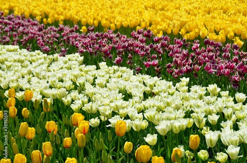 Tulipes