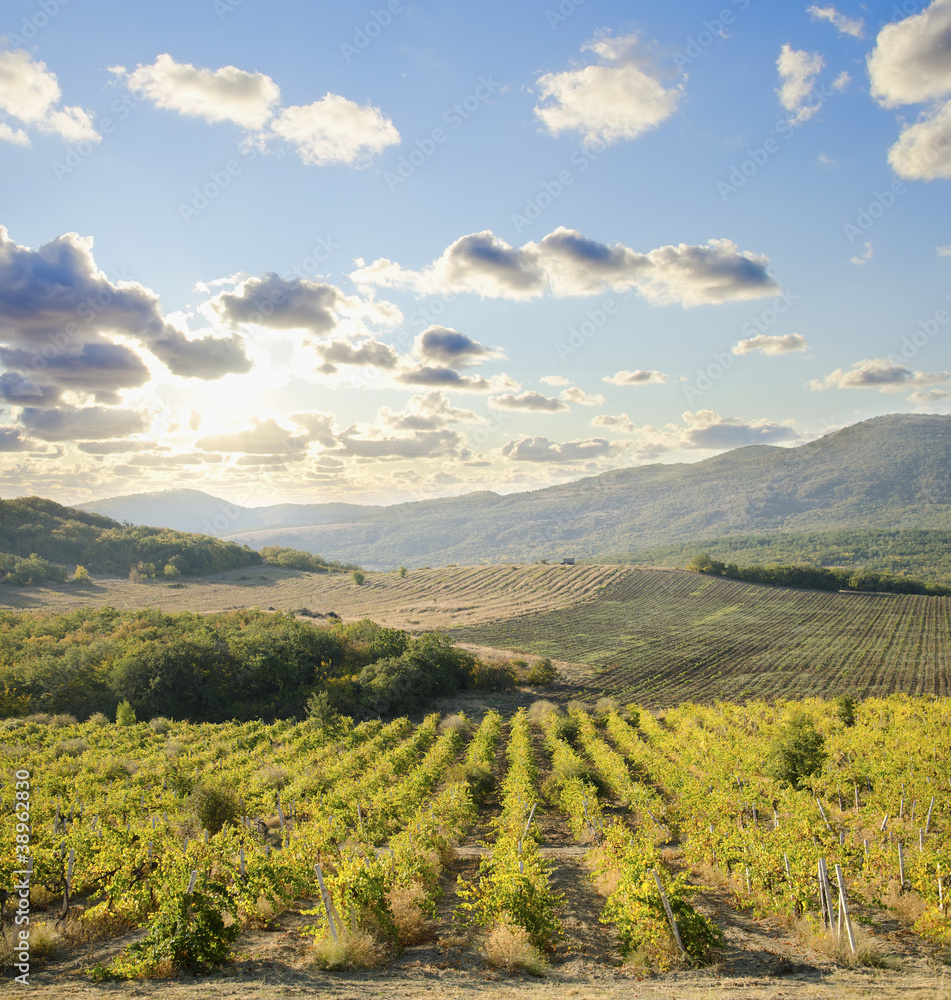 Naklejka premium vineyard