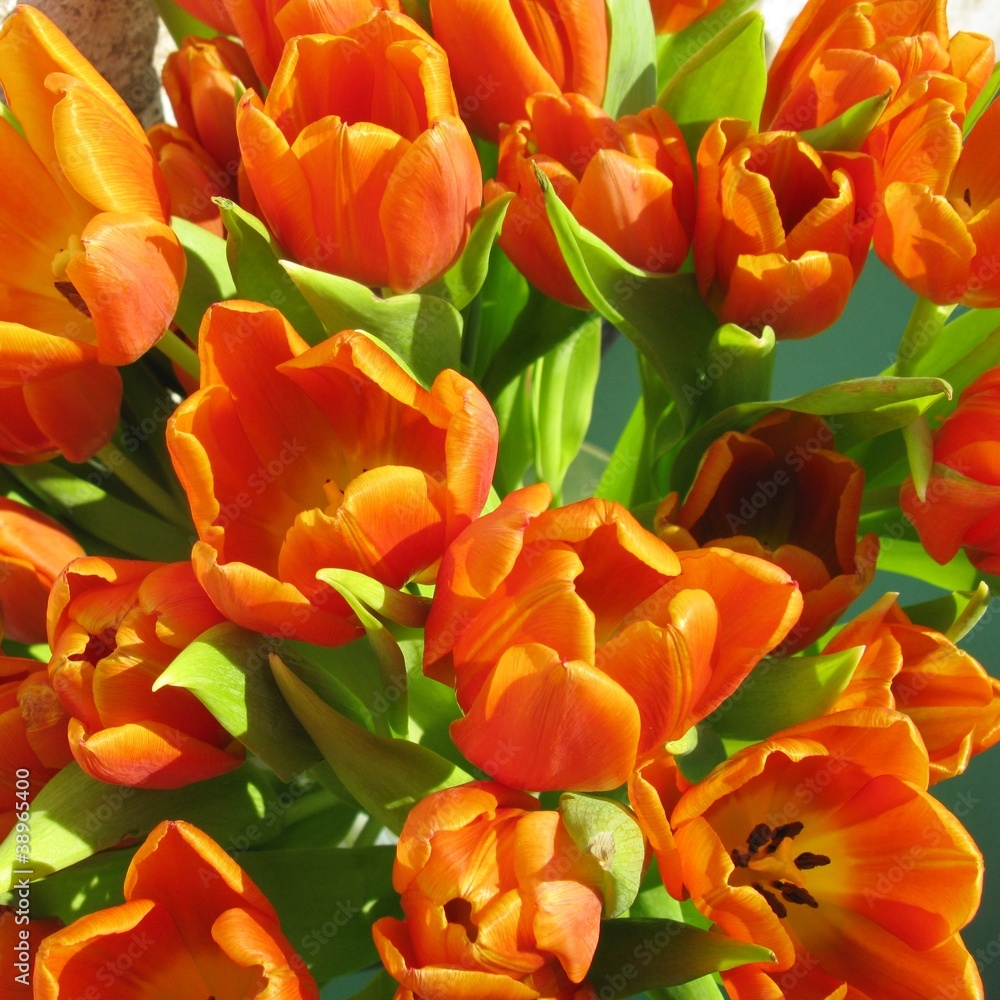 Blooming orange tulip flowers at springtime Blooming orange tulip flowers at springtime